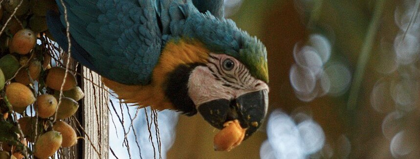 Arara Canindé